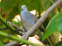 Zwergtaube im Blätterdach - La Digue